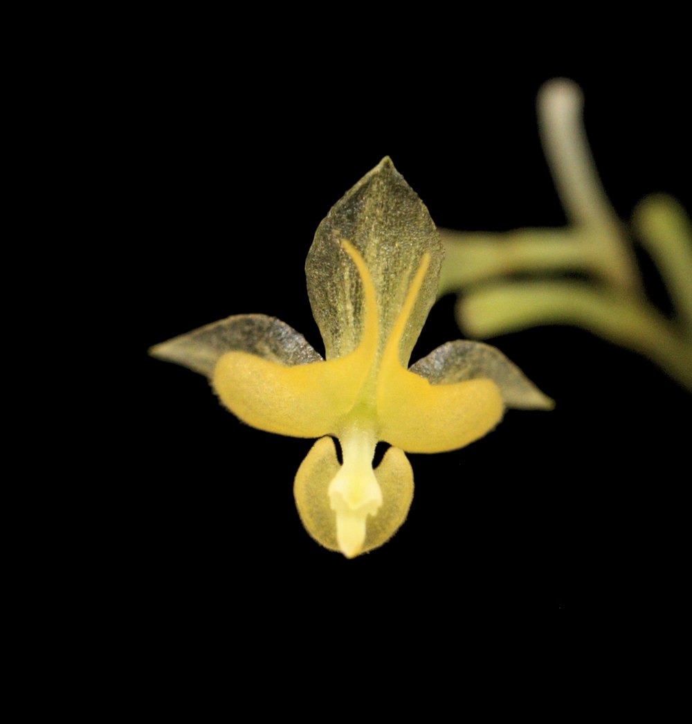 Lepanthes volador f. xanthinum: a tiny pale-yellow orchid flower held on a fine stem in deep shade.
